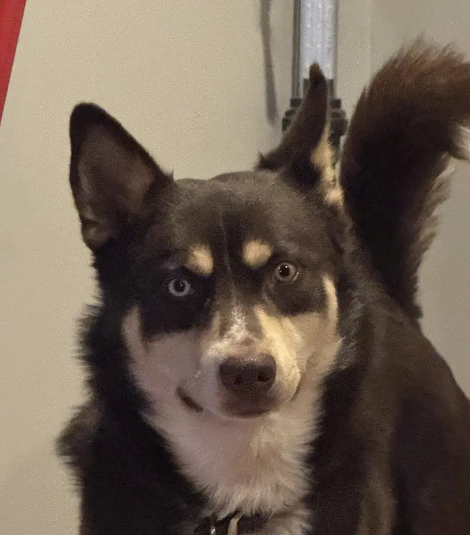 files/P0002_-_DOGGO_038_Screenshot_2026-04-02_at_21.48.14.webp
