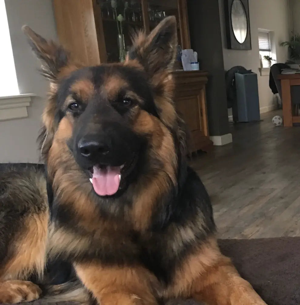 files/P0002_-_DOGGO_039_Screenshot_2026-04-06_at_12.22.19.webp