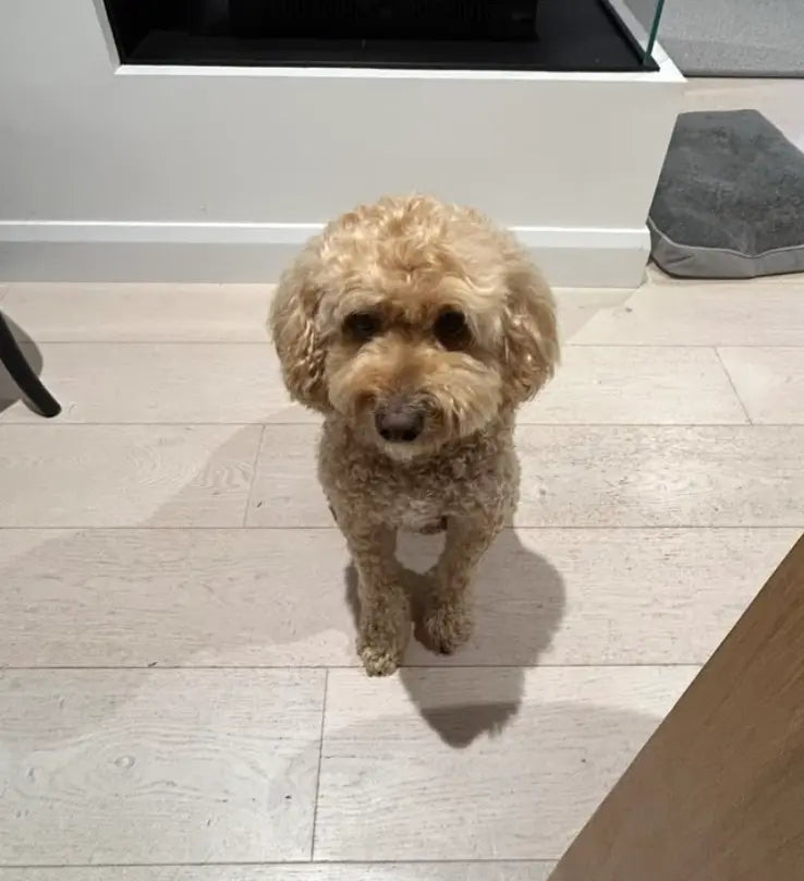files/P0002_-_DOGGO_040_Screenshot_2026-04-06_at_12.28.19.webp